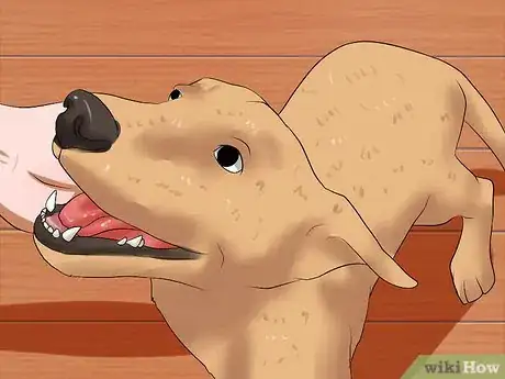 Image titled Make a Dog Stop Biting Step 6