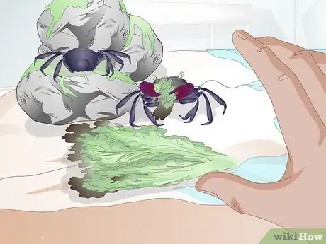 Image titled Take Care of a Purple Thai Devil Crab Step 8