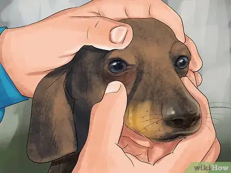 Image titled Know if Your Senior Dog Is in Pain Step 9