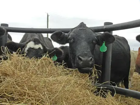 Image titled Cattle Hay_CLX