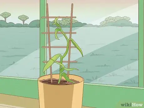 Image titled Grow Vanilla Step 10