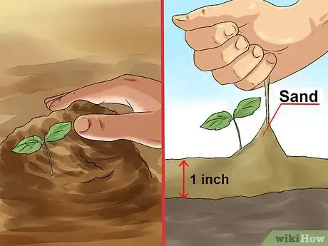 Image titled Plant Apple Seeds Step 9