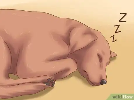 Image titled Stop a Dog from Snoring Step 8