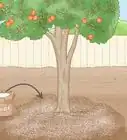 Fertilize a Citrus Tree