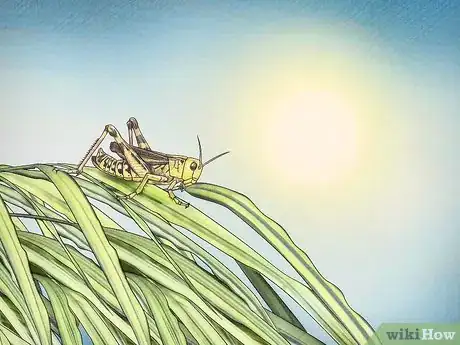 Image titled Catch a Grasshopper Step 2