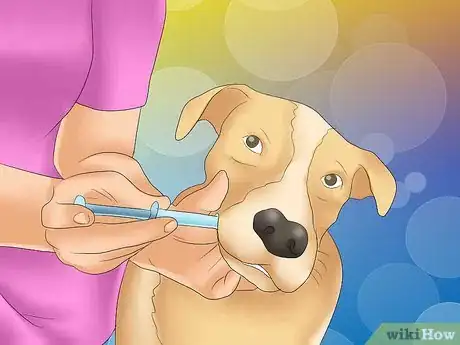 Image titled Recognize Kennel Cough in Dogs Step 17