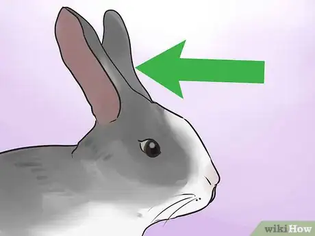 Image titled Read Bunny Ear Signals Step 4