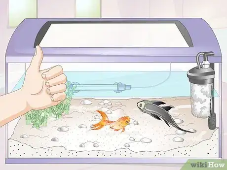 Image titled Introduce a Pleco to a Goldfish Tank Step 2