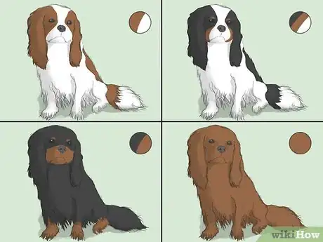 Image titled Select a Cavalier King Charles Spaniel Step 1