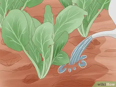 Image titled Grow Spinach Step 15