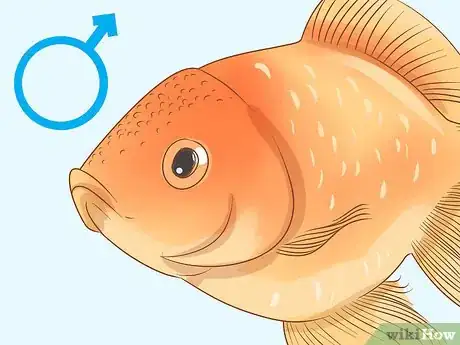 Image titled Determine the Sex of a Fish Step 5