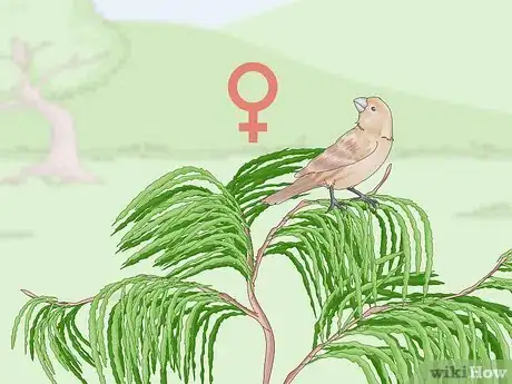 Image titled Identify a Finch Step 14