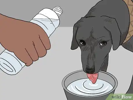 Image titled Treat a Panting Dog Step 2