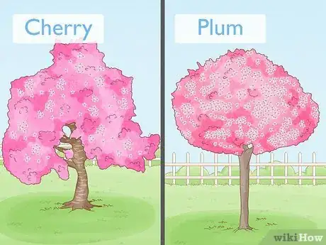 Image titled Tell the Difference Between Plum Blossoms and Cherry Blossoms Step 7