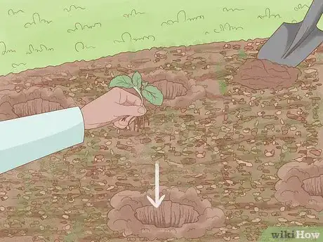 Image titled Grow Kale Step 13