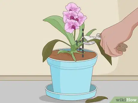 Image titled Plant Orchids in a Pot Step 12
