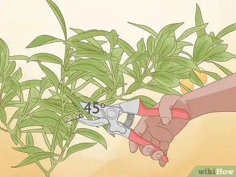 Image titled Grow Kumquat Step 15