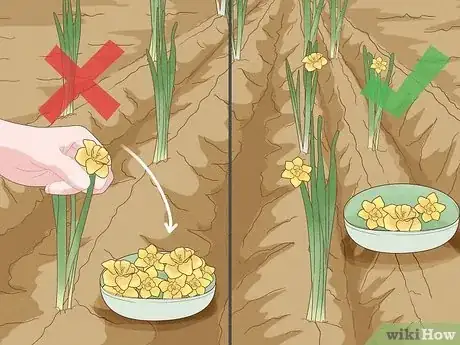 Image titled Plant Daffodils Step 11