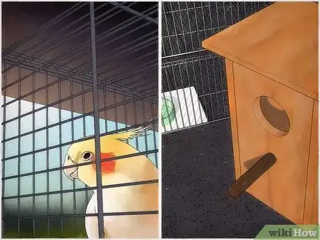 Image titled Breed Cockatiels Step 13