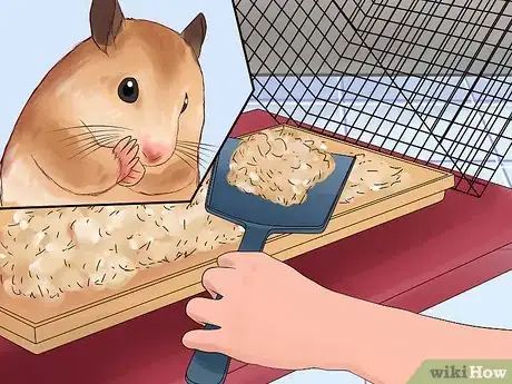 Image titled Treat Your Sick Hamster Step 5