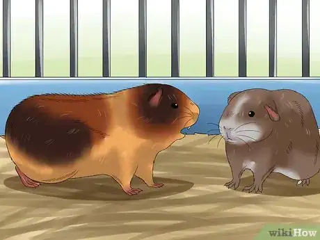 Image titled Introduce Two Guinea Pigs to Each Other Step 8