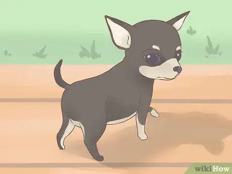 Image titled Care for Your Chihuahua Puppy Step 5