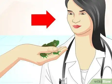 Image titled Care for a Sick Frog with Red Leg Disease Step 5