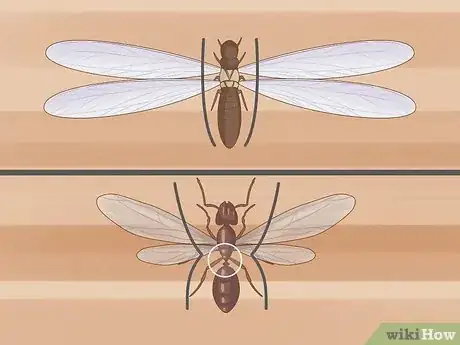 Image titled Flying Ants vs Termites Step 3