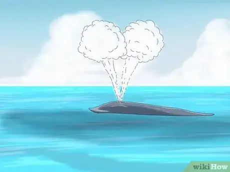 Image titled Why Do Whales Breach Step 9