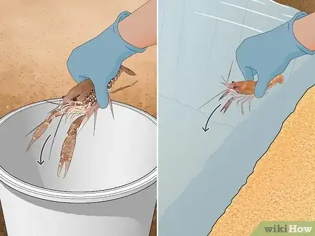 Image titled Set Up a Freshwater Crayfish Farm Step 18