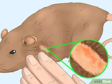 Image titled Get Rid of Tropical Rat Mites on Pet Rats Step 1Bullet1