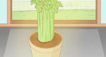 Grow Celery from a Stalk