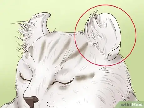 Image titled Identify an American Curl Cat Step 5