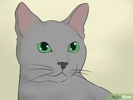 Image titled Identify a Korat Cat Step 1