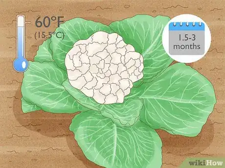 Image titled Grow Cauliflower Step 1