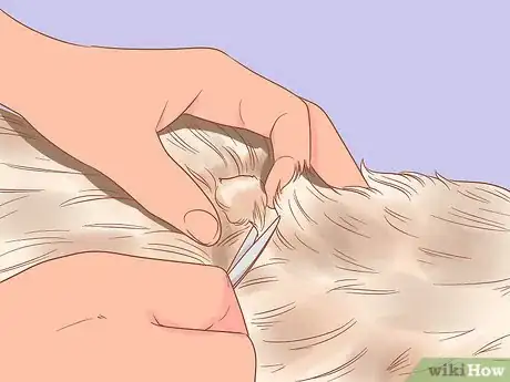 Image titled Brush Matted Fur Step 2