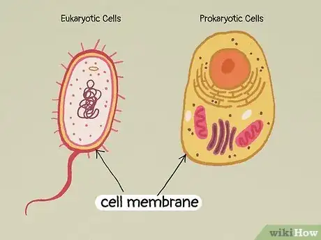 Image titled What Do All Cells Have in Common Step 1