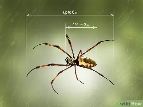 Image titled Identify a Banana Spider Step 2