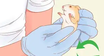 Sex a Hamster