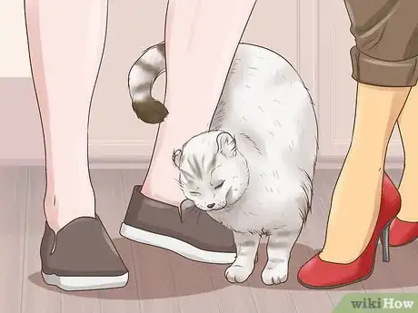 Image titled Identify an American Curl Cat Step 9