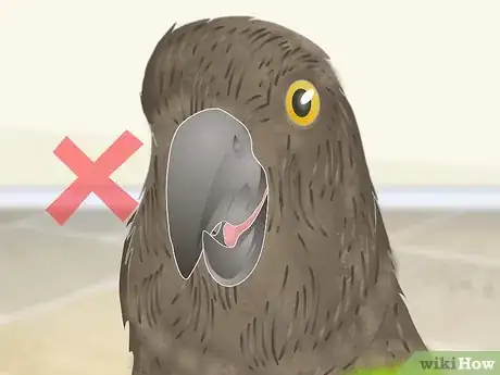 Image titled Spot Beak Problems in a Senegal Parrot Step 3