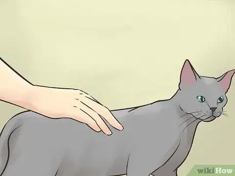 Image titled Identify a Korat Cat Step 4