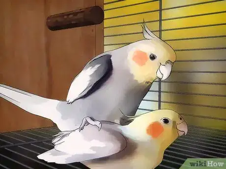 Image titled Breed Cockatiels Step 10