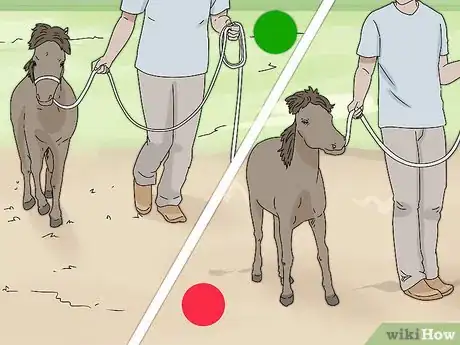 Image titled Keep a Miniature Horse Fit Step 10