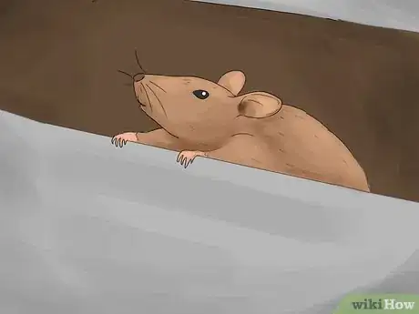 Image titled Get Rid of Tropical Rat Mites on Pet Rats Step 4Bullet3