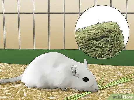 Image titled Feed a Gerbil Step 10