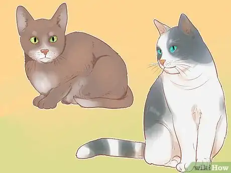 Image titled Identify Cats Step 2