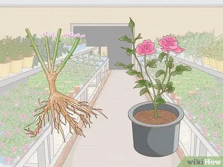 Image titled Grow Roses Step 2