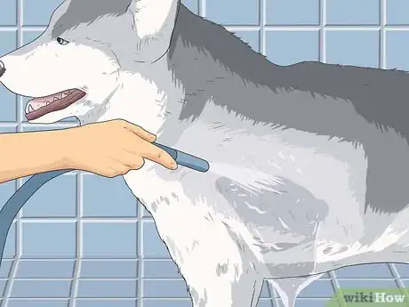 Image titled Groom a Siberian Husky Step 11