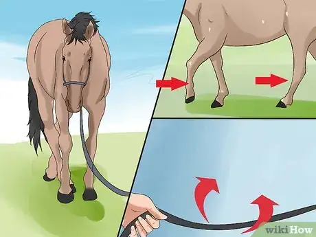 Image titled Train a Horse to Respect You Step 10